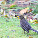 Damp blackbird waiting for the raisin ration