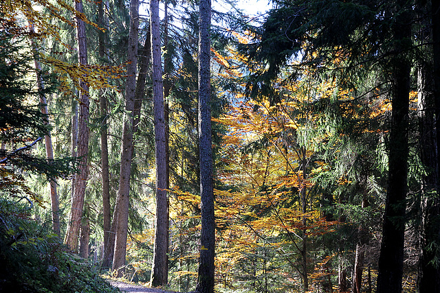 Herbstwald in Truden/Südtirol