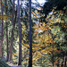 Herbstwald in Truden/Südtirol