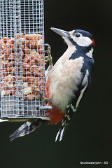 Morning Visitor - Great Spotted Woodpecker