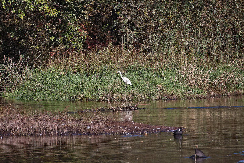 20111015 6623RAw [D-PB] Silberreiher, Blässhuhn