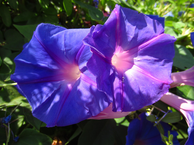 Morning Glories (0429)