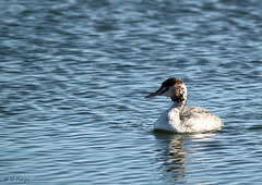 Great Crested Grebe