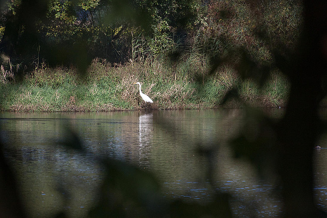 20111015 6617RAw [D-PB] Silberreiher