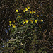 20111015 6616RAw 8D-PB] Blütenpflanze