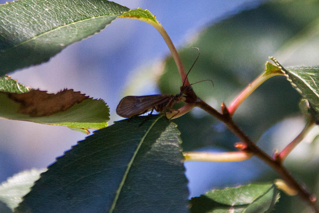 20111015 6612RAw [D-PB] Schlammfliege