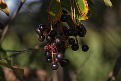 20111015 6608RAw [D-PB] Beeren