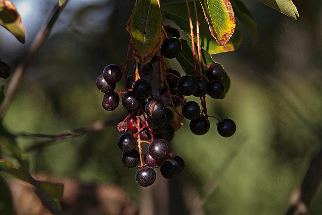 20111015 6608RAw [D-PB] Beeren