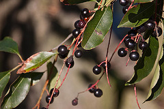 20111015 6607RAw [D-PB] Beeren