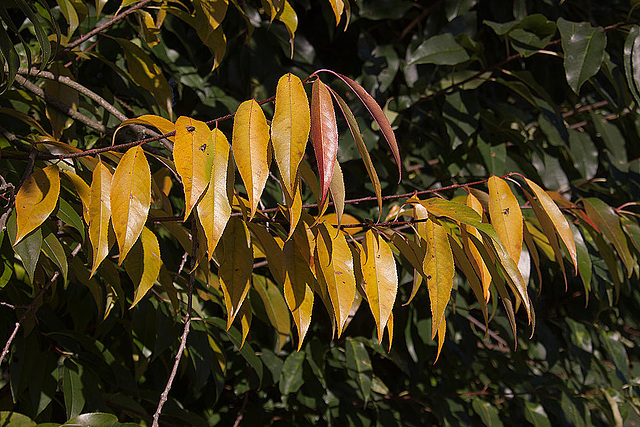 20111015 6606RAw [D-PB] Herbstfarben