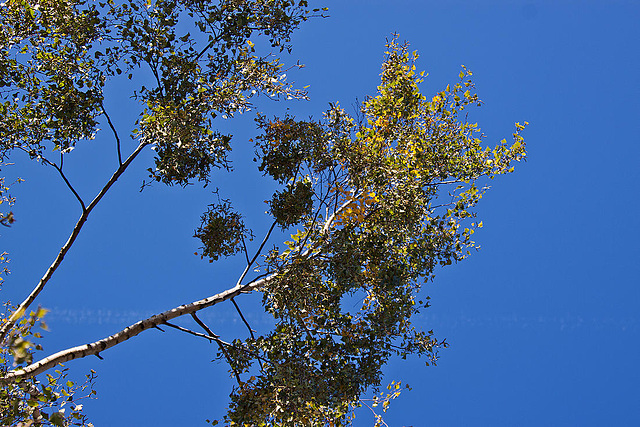 20111015 6604RAw [D-PB] Baum