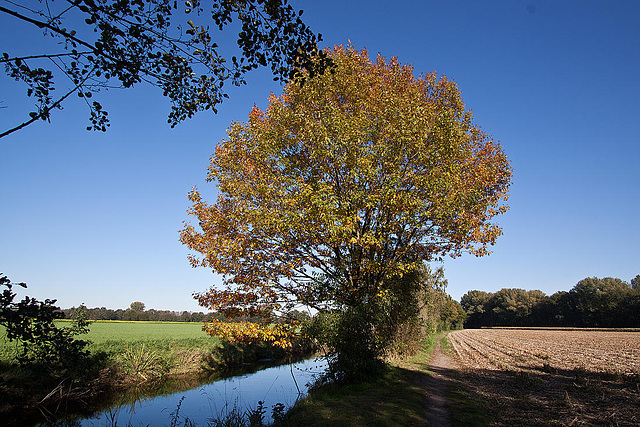 20111015 6603RWw [D-PB] Baum