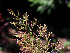 Nandina - inflorescence en bouton