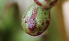 Aeonium sedifolia
