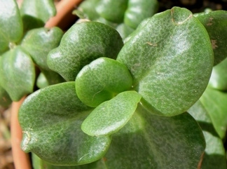 Crassula multicava