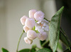 Hoya thomsonii