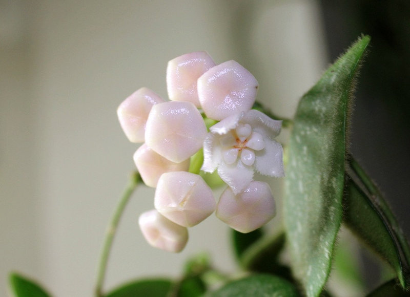 Hoya thomsonii