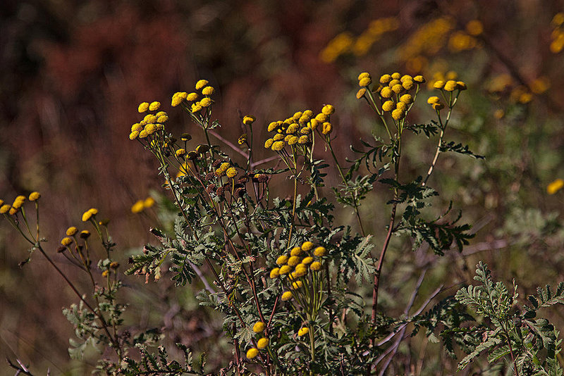 20111015 6589RAw [D-PB] Rainfarn, Delbrück