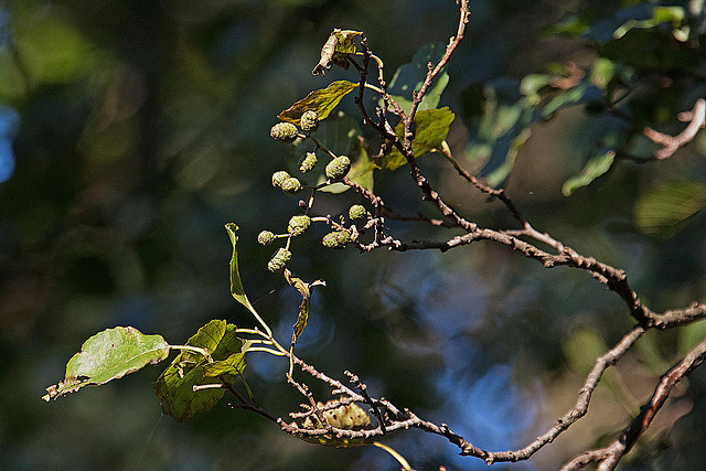 20111015 6586RAw [D-PB] Erle