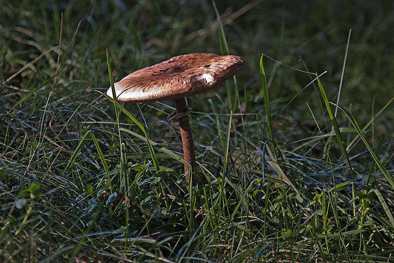 20111015 6585RAw [D~PB] Warzenschirmling (Macrolepiota mastoidea), Delbrück