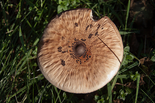 20111015 6584RAw [D~PB] Warzenschirmling (Macrolepiota mastoidea), Delbrück