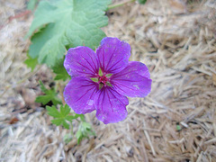 géranium nodosum PB193852