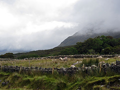 IMG 2072 Connemara