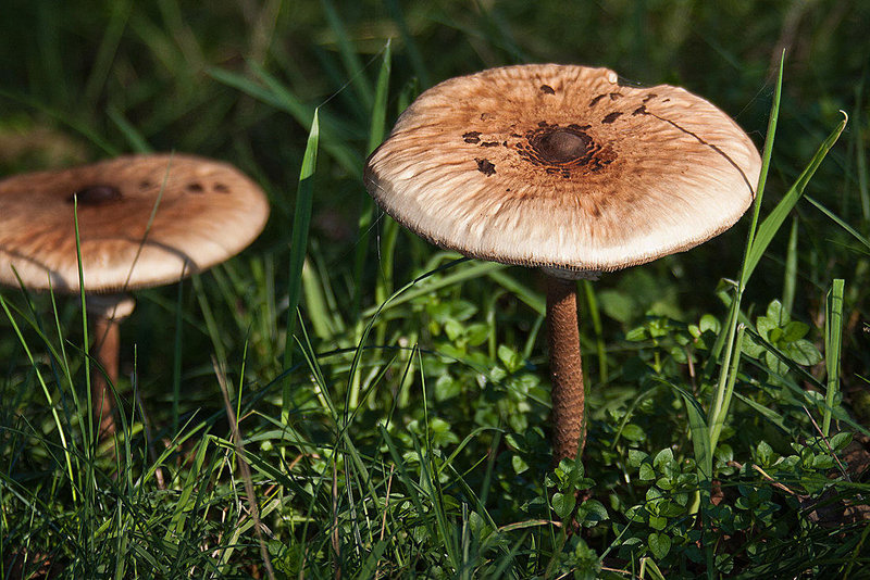 20111015 6583RAw [D~PB] Warzenschirmling (Macrolepiota mastoidea), Delbrück