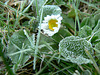 Rauhreif im Garten