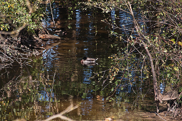 20111015 6581RAw [D-PB] Stockente, Delbrück