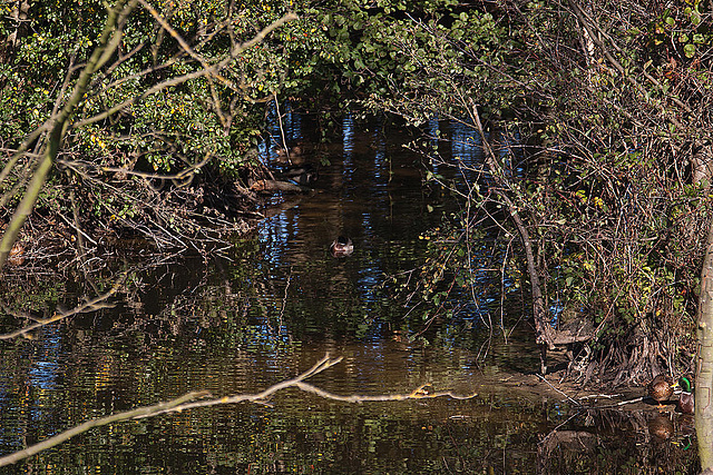 20111015 6580RAw [D-PB] Stockente, Delbrück