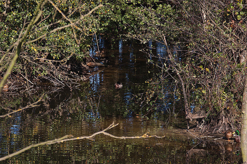 20111015 6580RAw [D-PB] Stockente, Delbrück