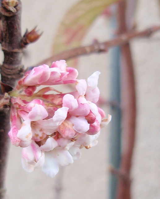 viburnum bodnantense 'dawn' PB193863-1