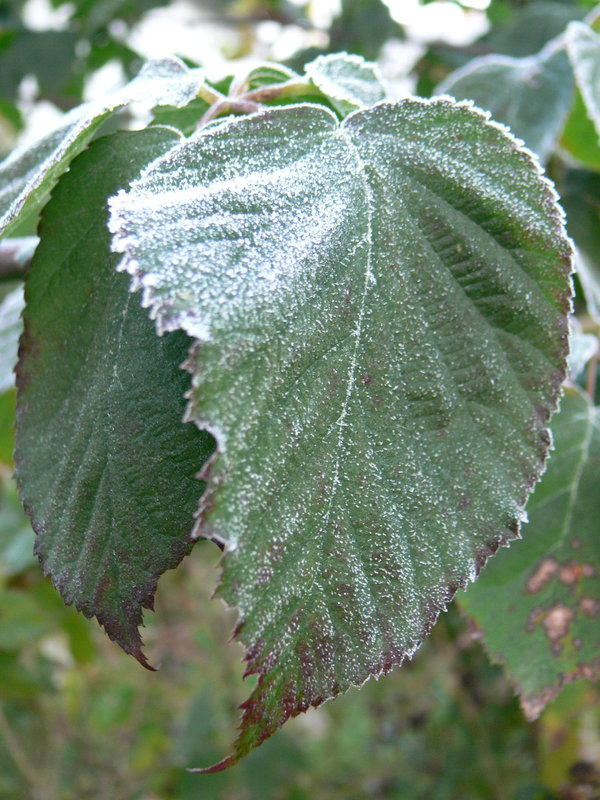 Der Frost ist da