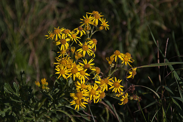 20111015 6578RAw [D-PB] Blütenpflanze, Steinhorster Becken, Delbrück