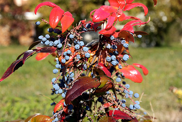 Herbstfarben