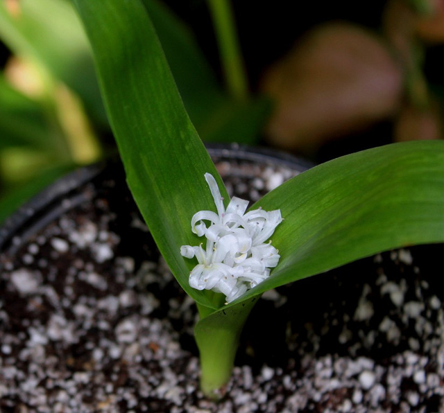 Polyxena ensifolia