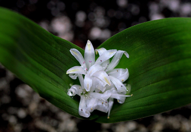 Polyxena ensifolia