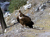 Himalayan Vulture (milieu naturel)