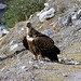 Himalayan Vulture (milieu naturel)
