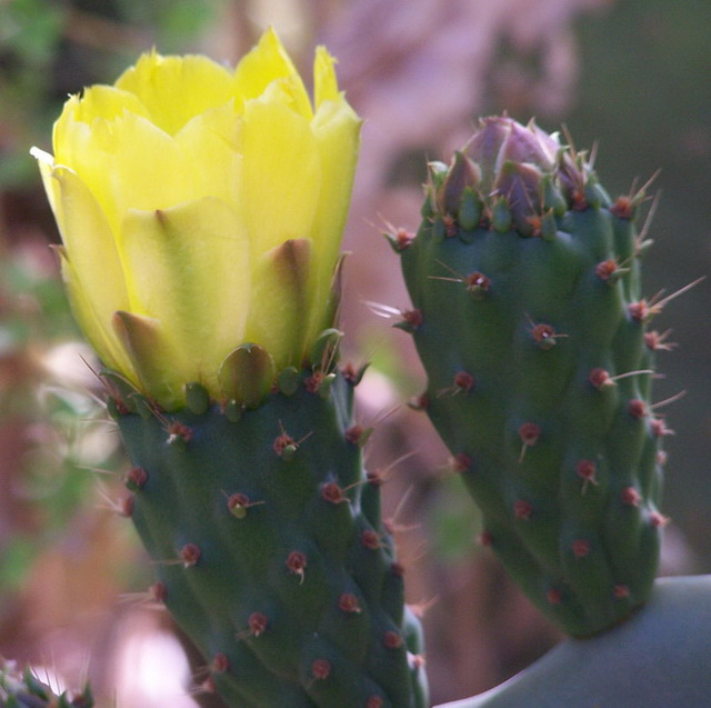 Fleur de cactus