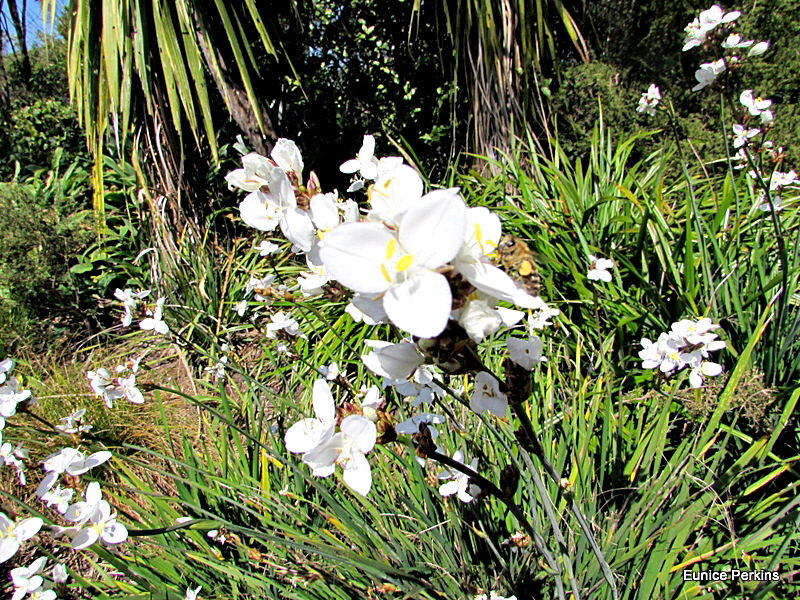 Garden Beauties.