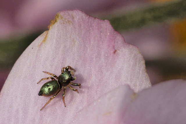 Salticidae