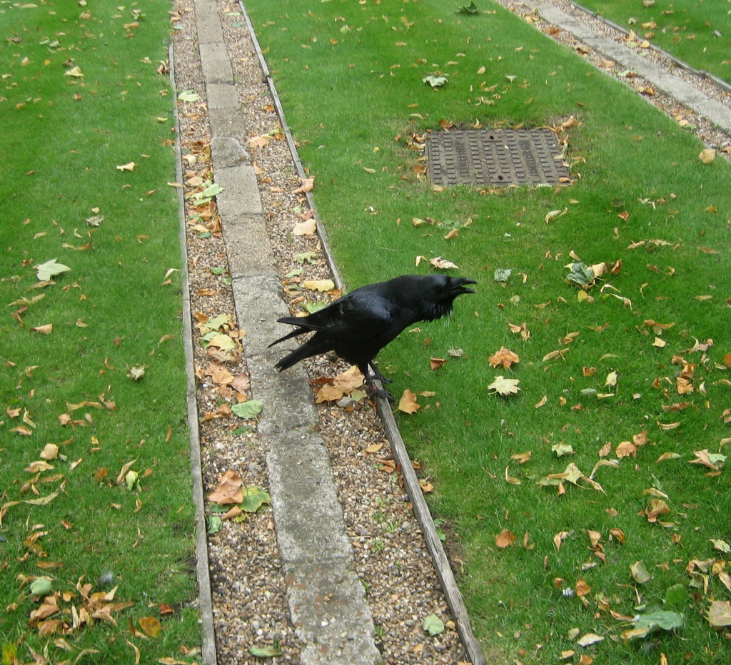 Tower of London (7)