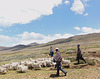 Hirten in Lesotho