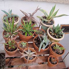 agaves et aloés PA083647-1