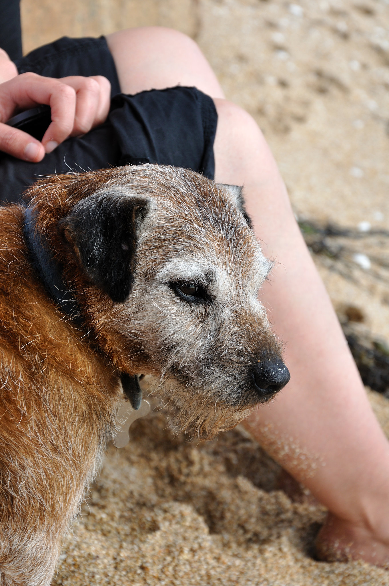 Strand-Hund - Cornwall 110907