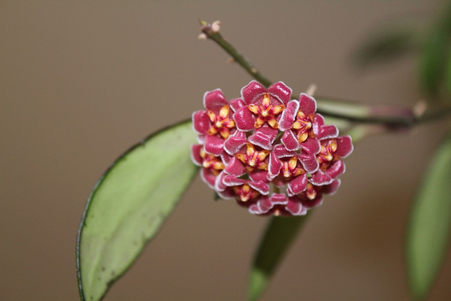 Hoya davidcummingi