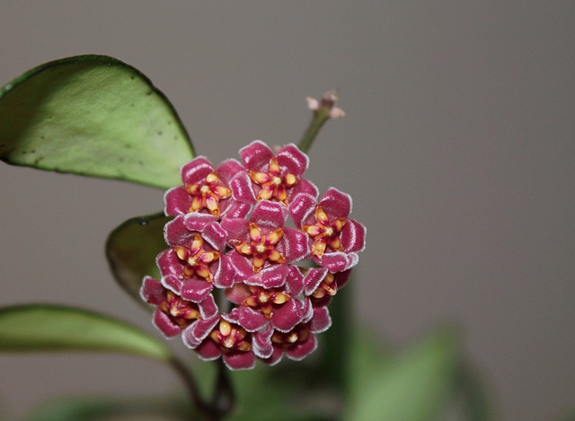 Hoya davidcummingi