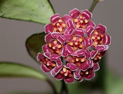 Hoya davidcummingi